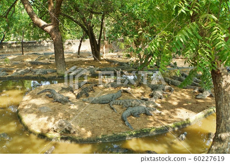 crocodile, crocodilian, indian 60227619