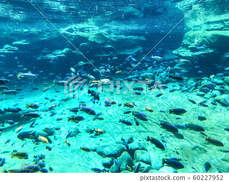 Different species of tropical fish and coral under clear water 60227952