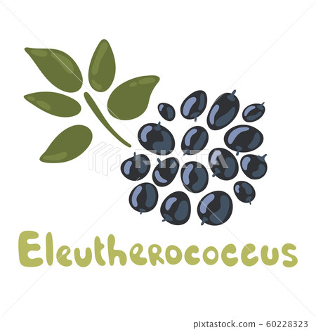 Siberian ginseng plant. Branch of Eleutherococcus. Eleutherococcus senticosus or eleuthero. Leaves and berries of Ginseng isolated on white background. Vector illustration of medicinal plant Siberian ginseng plant. Branch of Eleutherococcus. Eleutherococcus senticosus or eleuthero. Leaves and berries of Ginseng isolated on white background. Vector illustration of medicinal plant 60228323