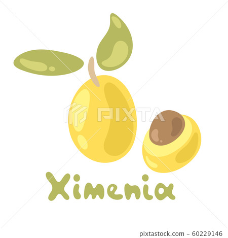 Cute ximenia isolated on the white background. Flat style. Vector illustration perfect for juice or jam, cooking book 60229146