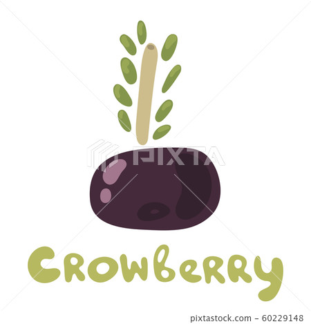 Black crowberry berries. Silhouette of Cute plant. Flat doodle design. Fresh forest organic berry used for magazine, book, poster, menu cover, web pages. Black crowberry berries. Silhouette of Cute plant. Flat doodle design. Fresh forest organic berry used for magazine, book, poster, menu cover, web pages. 60229148