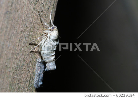 Kloten Fuyushak(女,產卵) Kloten Fuyushak(女,產卵) 60229184