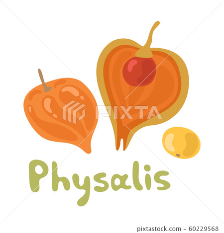 Cape Physalis Fruit Icon Fruit With Husk Stock Illustration