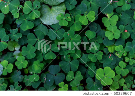 clover in the Carpathian forest clover in the Carpathian forest 60229607