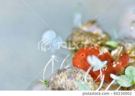 Frogfish 60230002