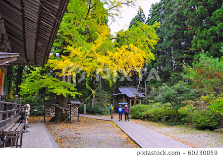 Ginkgo in the Akiho Otaki Fudo precinct 60230059