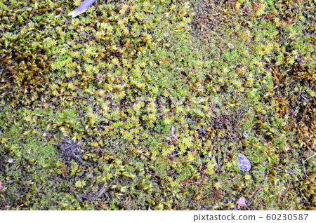 Beautiful, bright, green moss. Close view. The Beautiful, bright, green moss. Close view. The 60230587