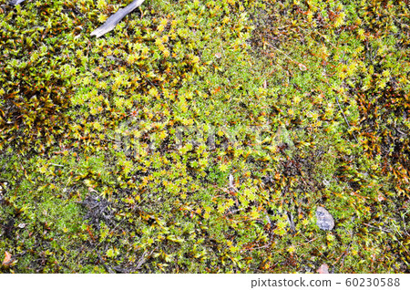 Beautiful, bright, green moss. A close view of  60230588