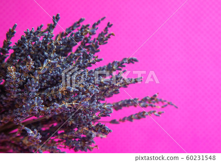 Photo of a bouquet of dried blue lavender on a pink background front view Photo of a bouquet of dried blue lavender on a pink background front view 60231548