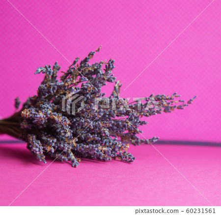Photo of a bouquet of dried blue lavender on a pink background front view Photo of a bouquet of dried blue lavender on a pink background front view 60231561