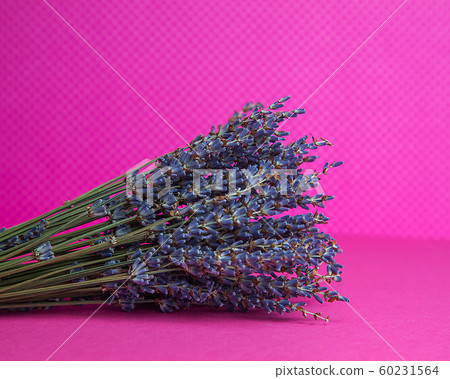 Photo of a bouquet of dried blue lavender on a pink background front view Photo of a bouquet of dried blue lavender on a pink background front view 60231564