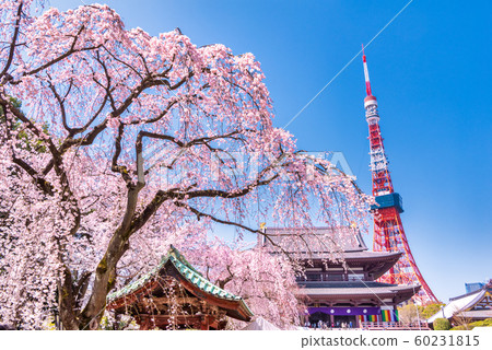 Sakurajo Tokyo Tower of Zojoji Temple 60231815