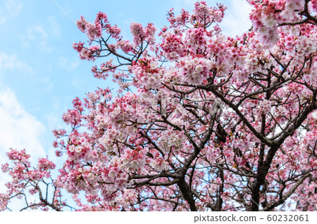 Early-flowering variety Atami Sakura 60232061
