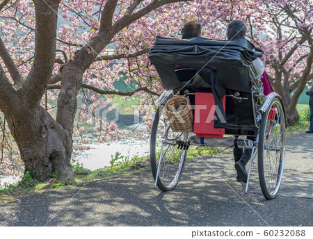 [Kawazu Sakura Minamiizu Town] 60232088
