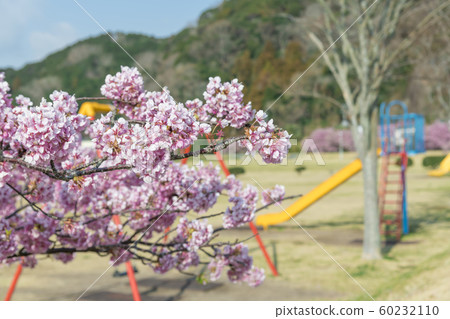[Kawazu Sakura Minamiizu Town] 60232110
