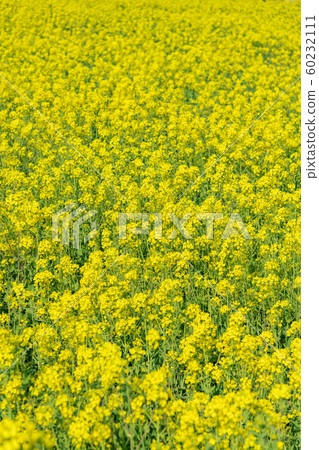 [Rape field Minamiizu Town] 60232111