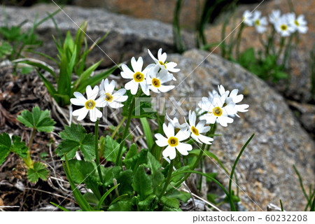 Himekozakura, an endemic species of Hayaikemineyama Himekozakura, an endemic species of Hayaikemineyama 60232208