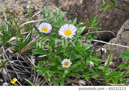 Miyama azumaiku blooming on Mt. 60232213