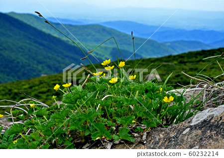 Miyama Kinbai blooming in Hayaikemine 60232214