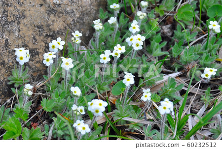 。子花盛開在山。 。子花盛開在山。 60232512