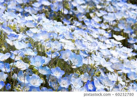 Closed up of Nemophila (Baby blue eyes) flower 60232780