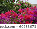 bloom, blossom, blossoms 60233673