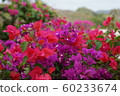 bloom, blossom, blossoms 60233674