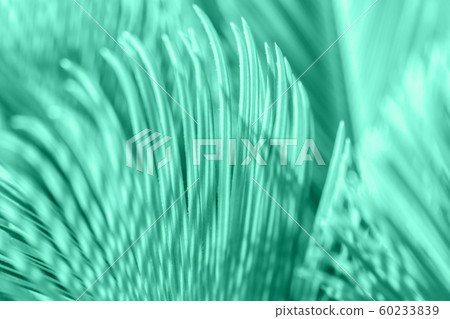 hemp palm tree leaves in trending green color hemp palm tree leaves in trending green color 60233839