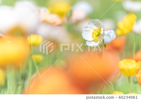 國家Musashi多小山森林公園冰島罌粟 60234061