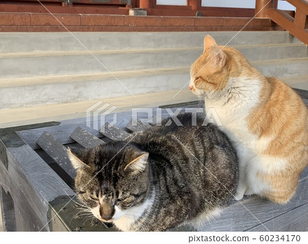 在硬幣箱頂部的一隻貓 在硬幣箱頂部的一隻貓 60234170