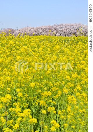 前荒川河沿岸有一排櫻花樹和油菜花 60234540