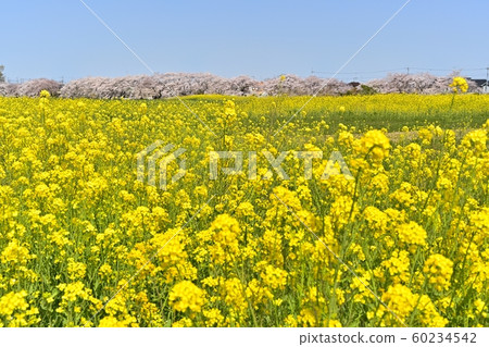 A row of cherry blossom trees and rape blossoms along the former Arakawa River 60234542