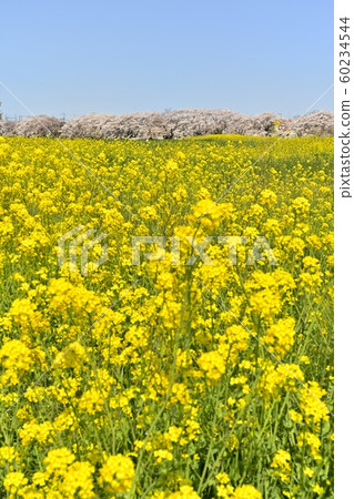 前荒川河沿岸有一排櫻花樹和油菜花 60234544