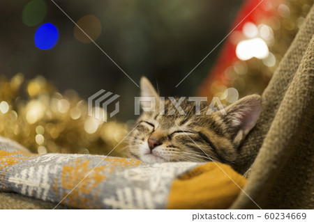 Kitten christmas 60234669