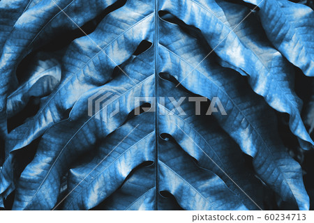 Tropical leaf texture background toned in color of the year 2020. 60234713