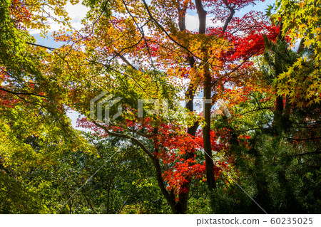 Autumn leaves of Noyama 60235025