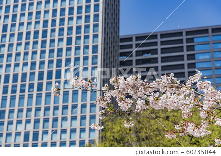 [Hama-rikyu Park] Somei Yoshino] 60235044