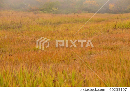 卡邁克沼澤地的秋葉 60235107