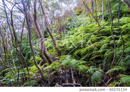 A group of ferns A group of ferns 60235134