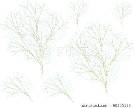 滿天星 滿天星 60235155