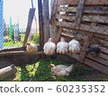 Chicken on the farm 60235352