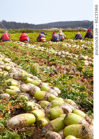 Radish Harvest, Jeju Island, 60235966