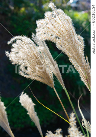 Japanese pampas grass near Hokukokuji Temple in Kamakura 60236154
