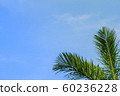 palm leaf on blue sky background 60236228