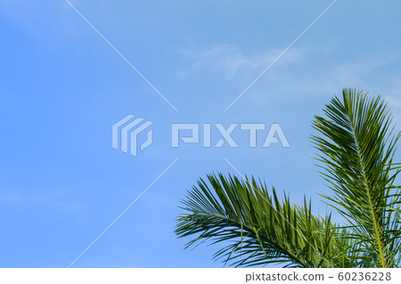 palm leaf on blue sky background 60236228