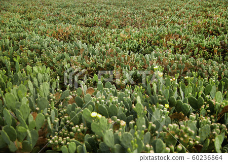 Wolyeong-ri Cactus Village, Jeju Island, Cactus, 60236864