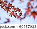 秋天的樹葉 60237088