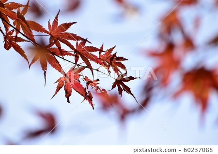 秋天的樹葉 秋天的樹葉 60237088