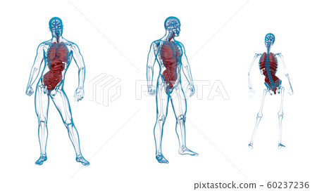 3d rendering medical illustration of the human digestive system and respiratory system 60237236