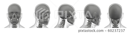 3d rendering illustration of skull bone 3d rendering illustration of skull bone 60237237